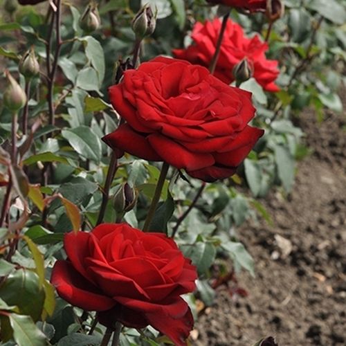 Gärtnerei - Rosa Burgundy™ - rot - teehybriden-edelrosen - diskret duftend - PhenoGeno Roses - -